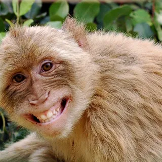Monkey Girl L.