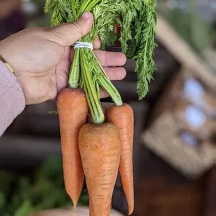 a person holding a bunch of carrots