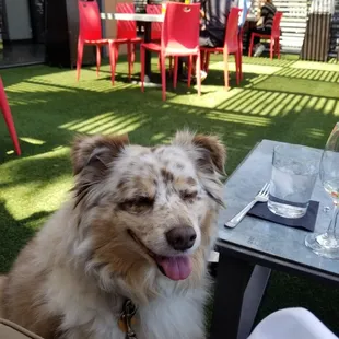 Chillin&apos; on the patio with Ruby