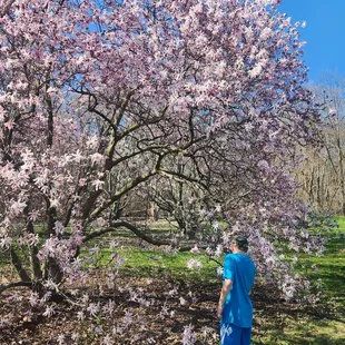 Beautiful magnolia trees