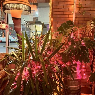 a plant in a pot with pink lights