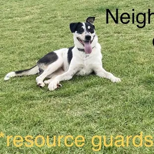 a dog laying in the grass