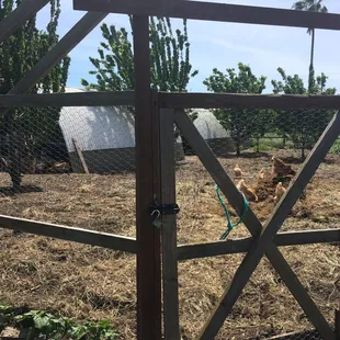 Cage free chickens having a blast