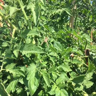 Spider making a home