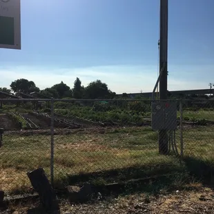 Early morning at the farm