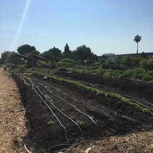 This land is fertile, like the human mind!