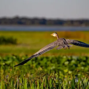 a bird flying over a marsh