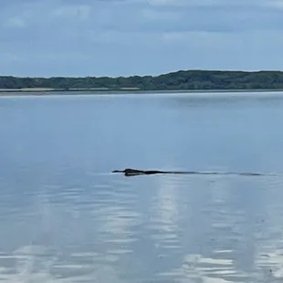 Gator in the wild