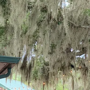 Spanish moss adds to the ambiance.