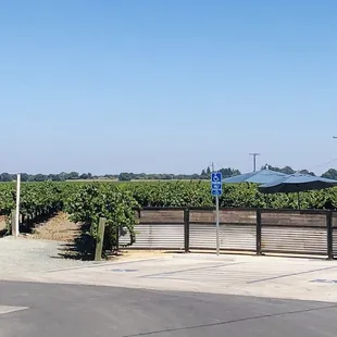 Bogie's beautiful vines soaking up the sun