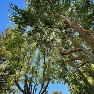 Shade in the beautiful yard