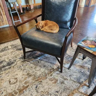 a cat curled up in a chair