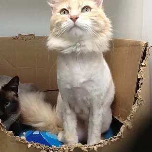 Lilo and Stitch, our clinic cats, snuggled in their box
