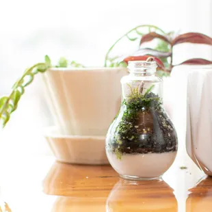 a terrarium in a glass jar