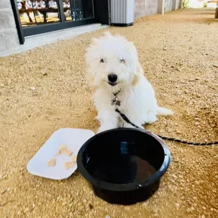 Dog friendly patio - Andrew our server brought our pooch a water bowl and plate of treats when we arrived!