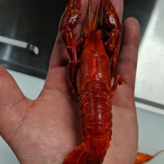 Crawfish