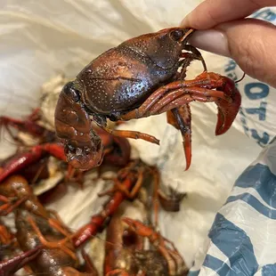 Rotten crawfish served! First time ordering from this place and what a BIG disappointment!