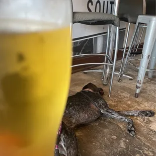 Beer and dog &quot;inside&quot;