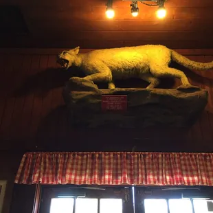 Mountain lion!