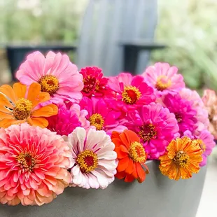 flowers in a pot
