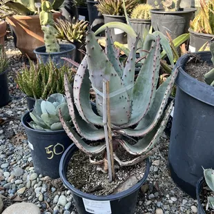 a variety of succulents