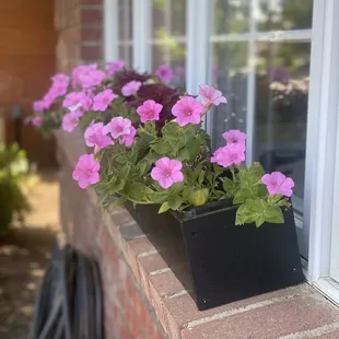 pink flowers in a window box