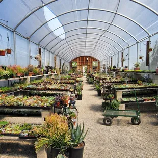 a greenhouse filled with plants