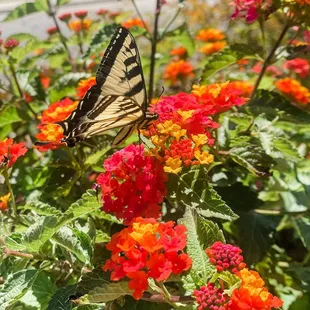 a butterfly on a flower
