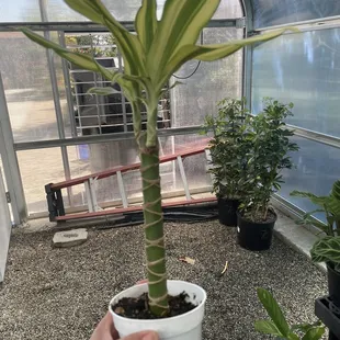 Plants