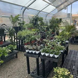 More greenhouse plants