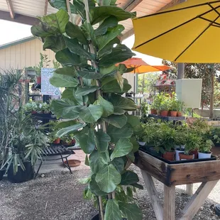 Fiddle Leaf Fig