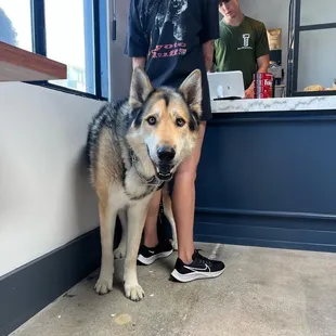 a dog standing in front of a counter