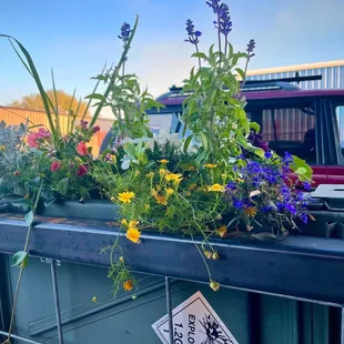 Love these ammo box planters