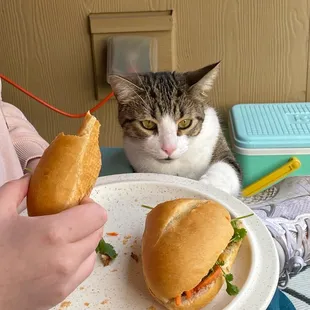 a cat looking at a sandwich on a plate