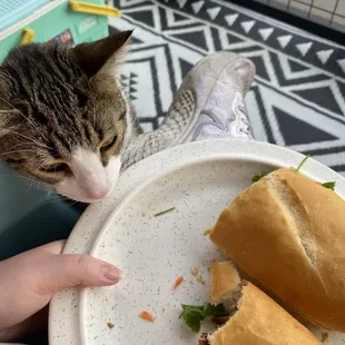 a cat sniffing a sandwich on a plate