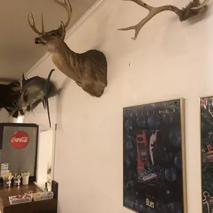 deer heads mounted on the wall