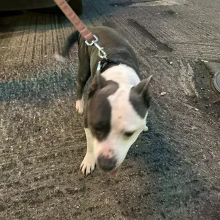 The Staffordshire Terrier mascot.