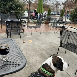 a dog looking at a glass of beer