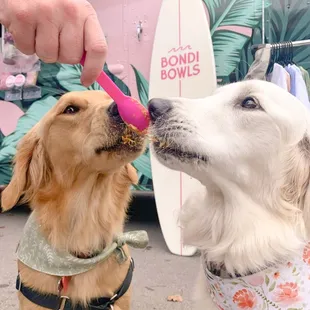 a person feeding a dog