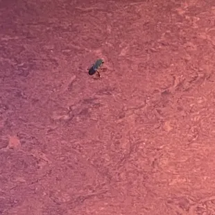 Some bug that appeared out of nowhere. We suspect it was in our food. We were told they have a "bug problem". Very reassuring!