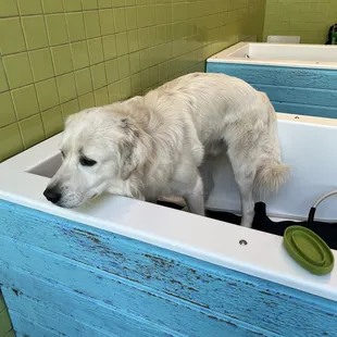 dog wash