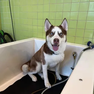 They also provide high-velocity dryers to finish the bath!