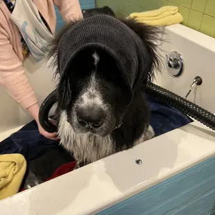 Time for the blow dry!