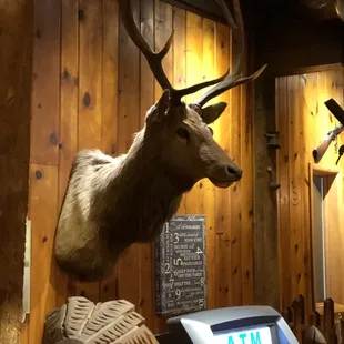 a deer head mounted on the wall