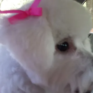 Peaches M.