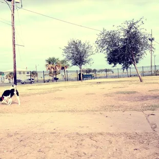 Dog park
