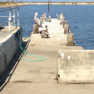 Pelicans!!!!!