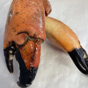 Stone Crab Claws!