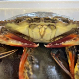 Soft shell crabs available live (when in season) and fresh frozen