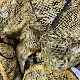 Salty Seaside oysters by the bushel, by the dozen